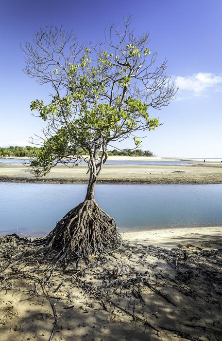 Tree Roots Townsville