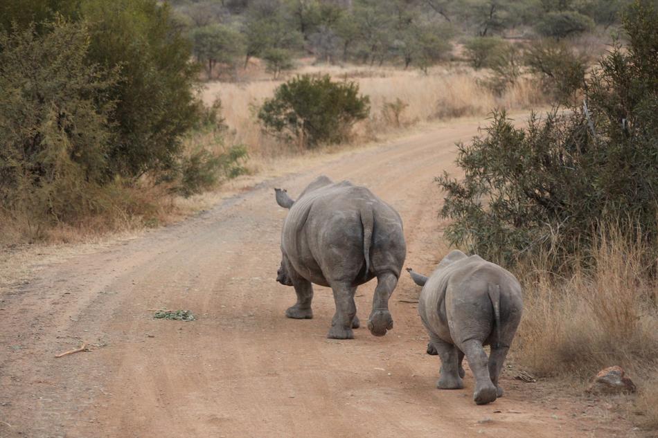 rhinocero with cub walking along the road in South Africa