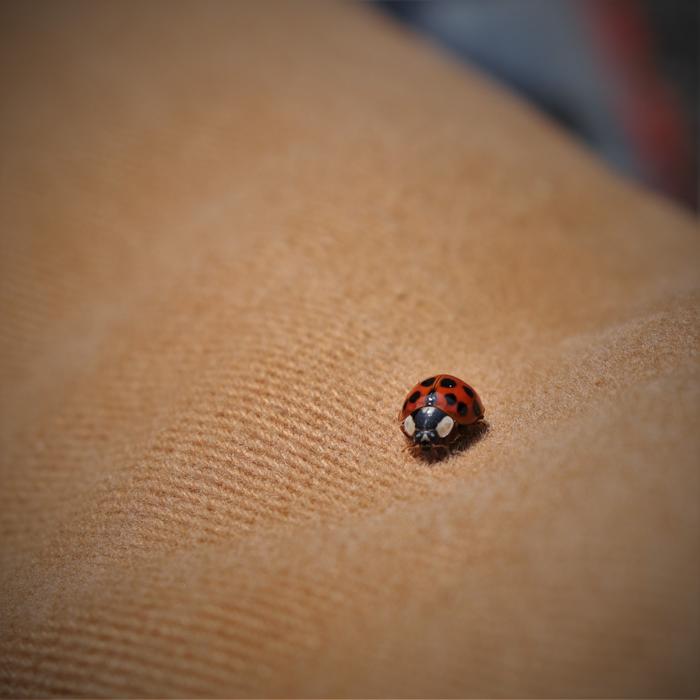 Ladybug Insects Journey
