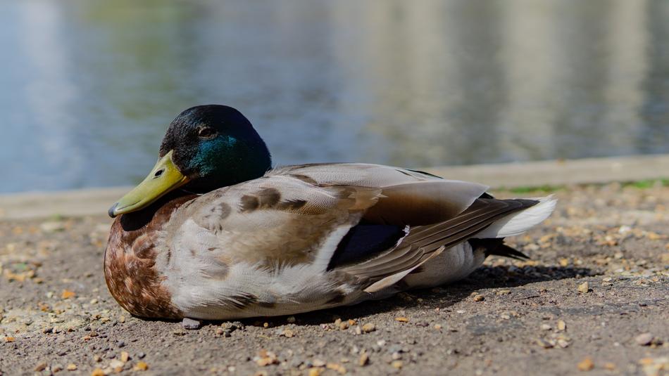 Duck By The River Bird