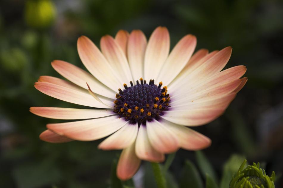Daisy Flower Beautiful