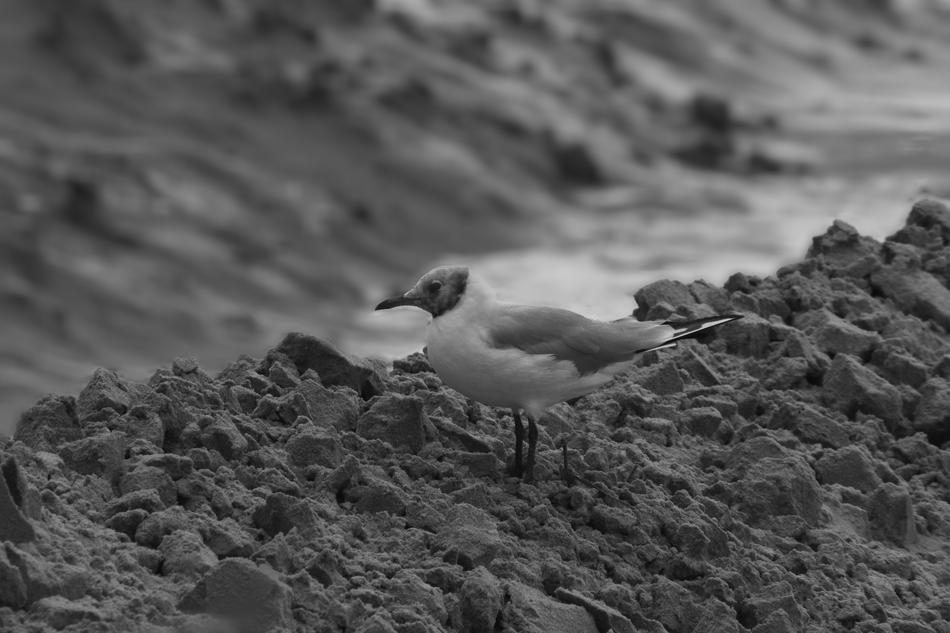 Animal water Bird at Nature