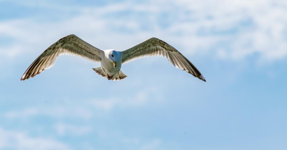 Bird Flight Nature