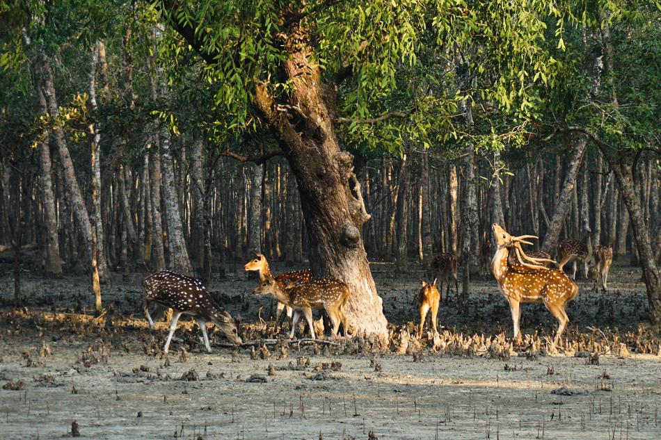 Deer Sundarban Life