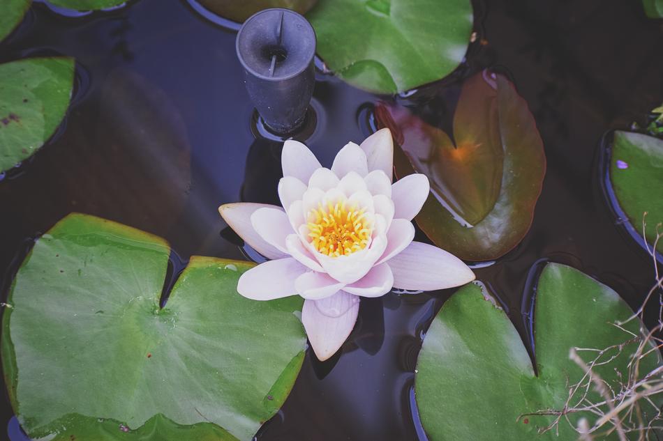 natural lily and green leaves in the pond