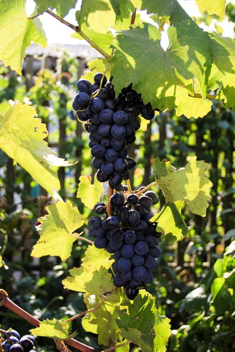 Grapes Moldova Wine