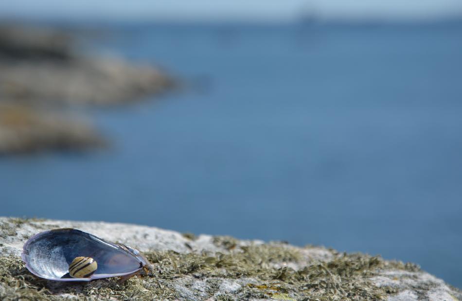 Background Sea Shells Short