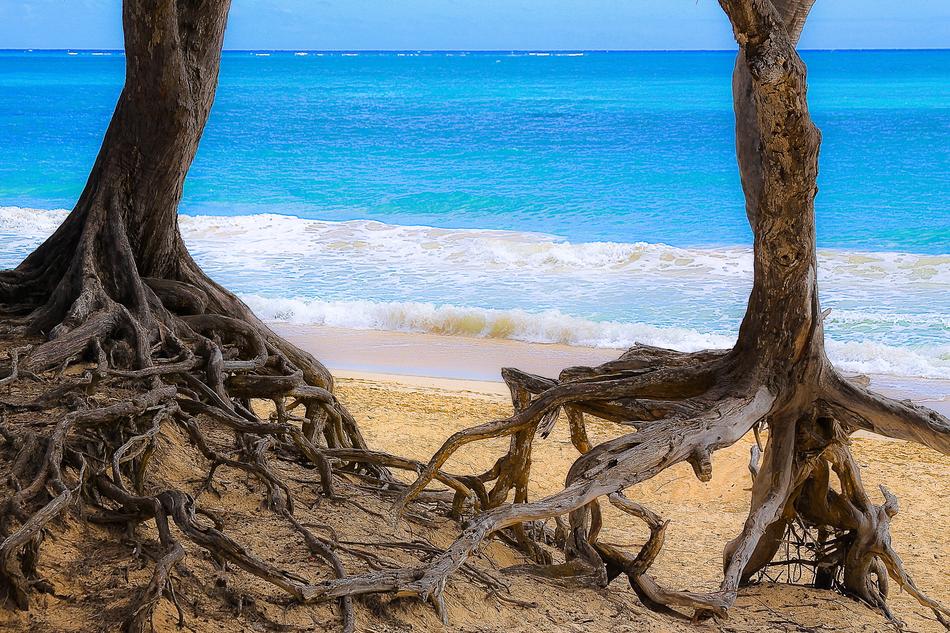 Ocean Tree Roots
