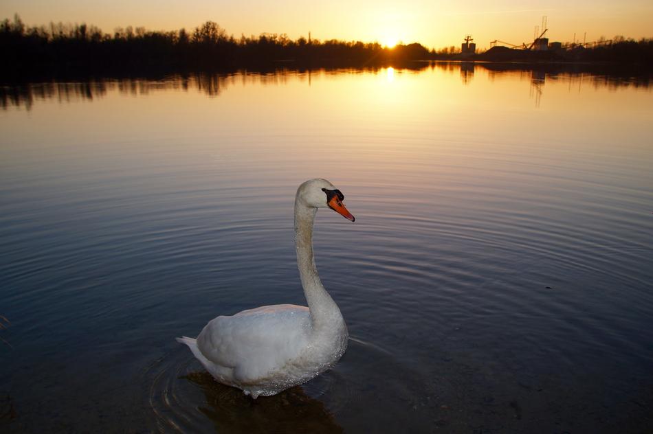 Swan Sunset Water