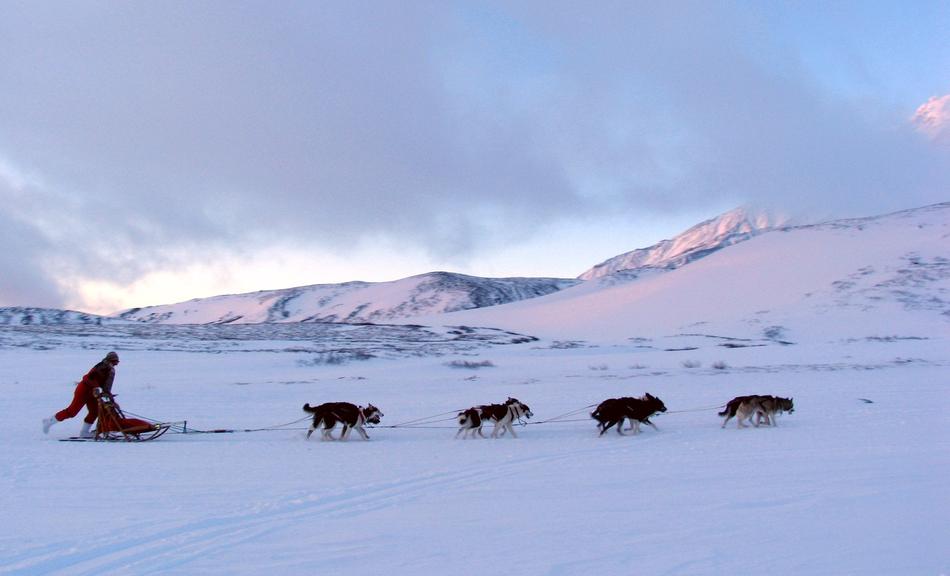 Volcano The Foot Dog Sled