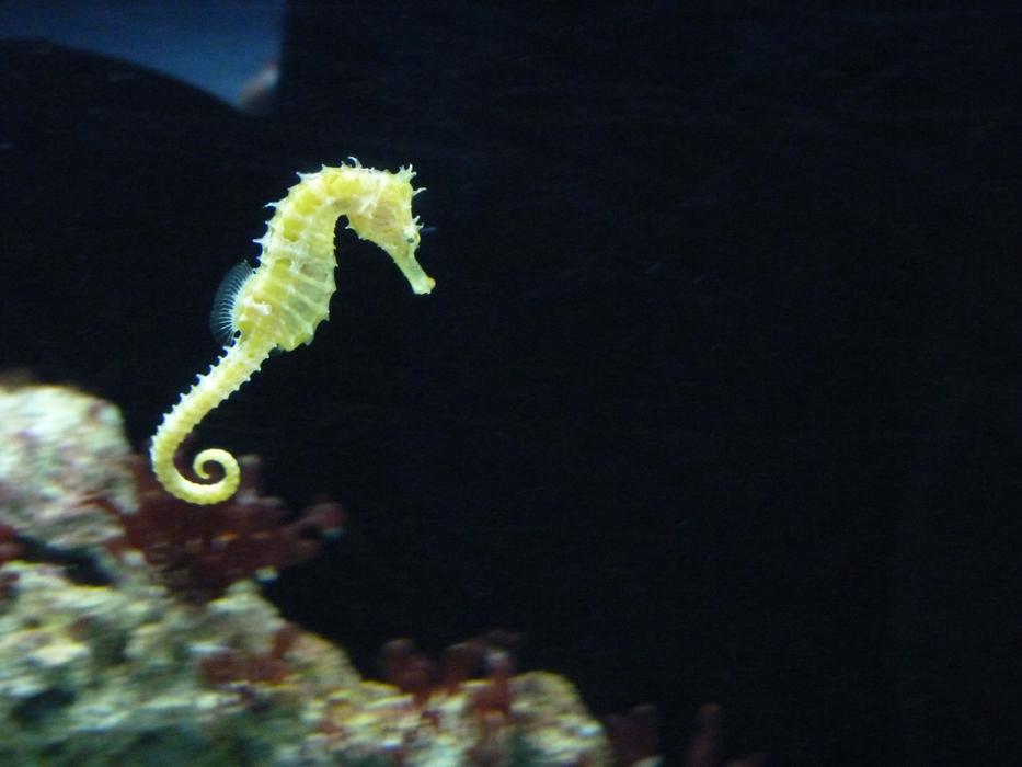 Seahorse Swimming Aquarium