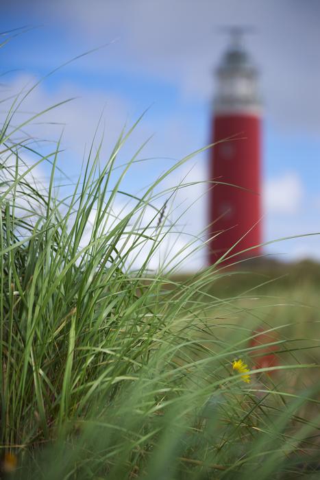 Texel Dunes in Summer