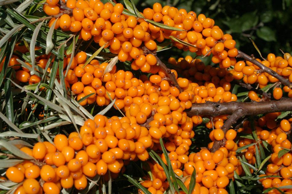 Sea Buckthorn Sour