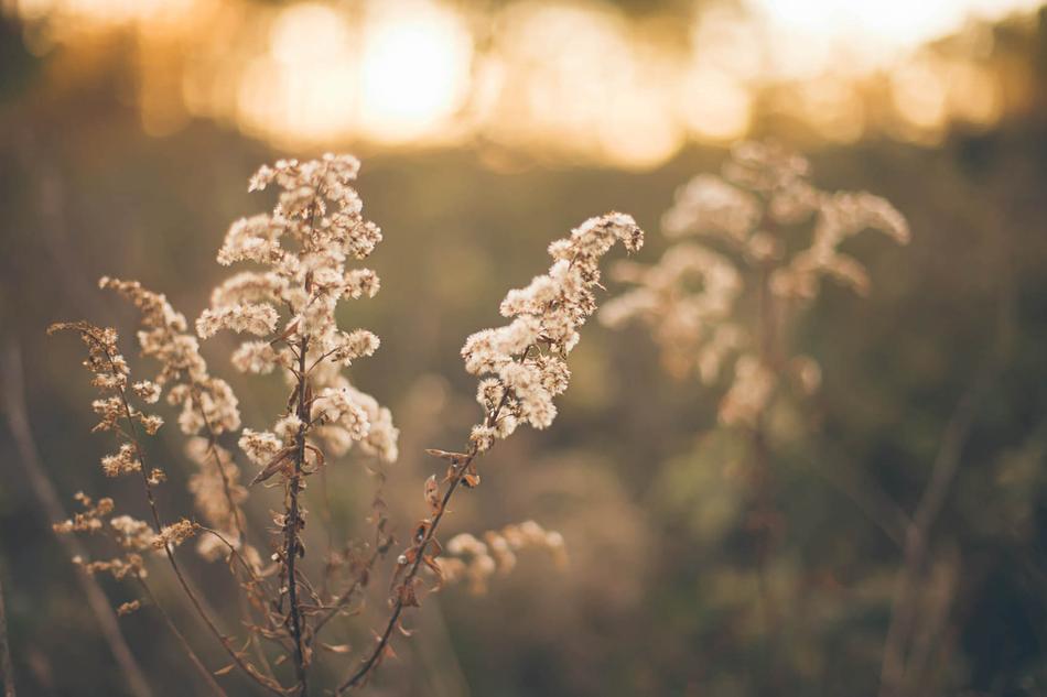 Pasture Grass Herbage