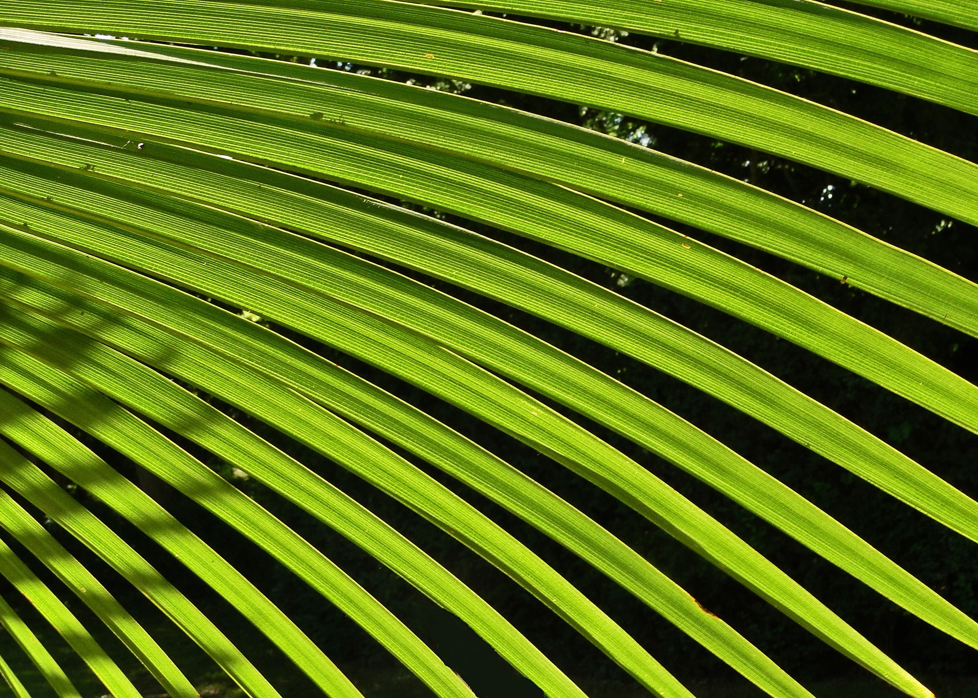Фотопечать листья пальмы