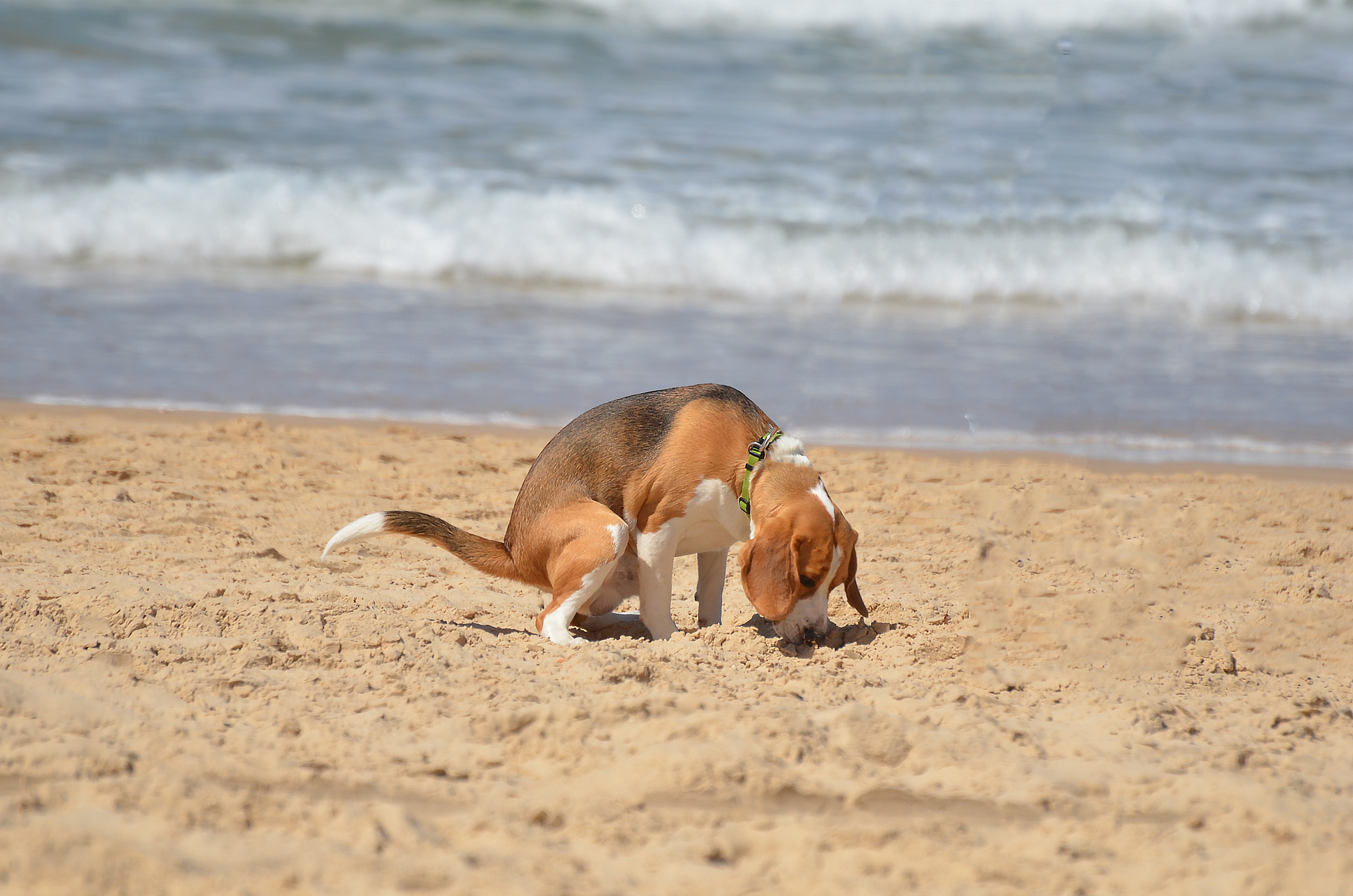 Собака на Песчаном пляже