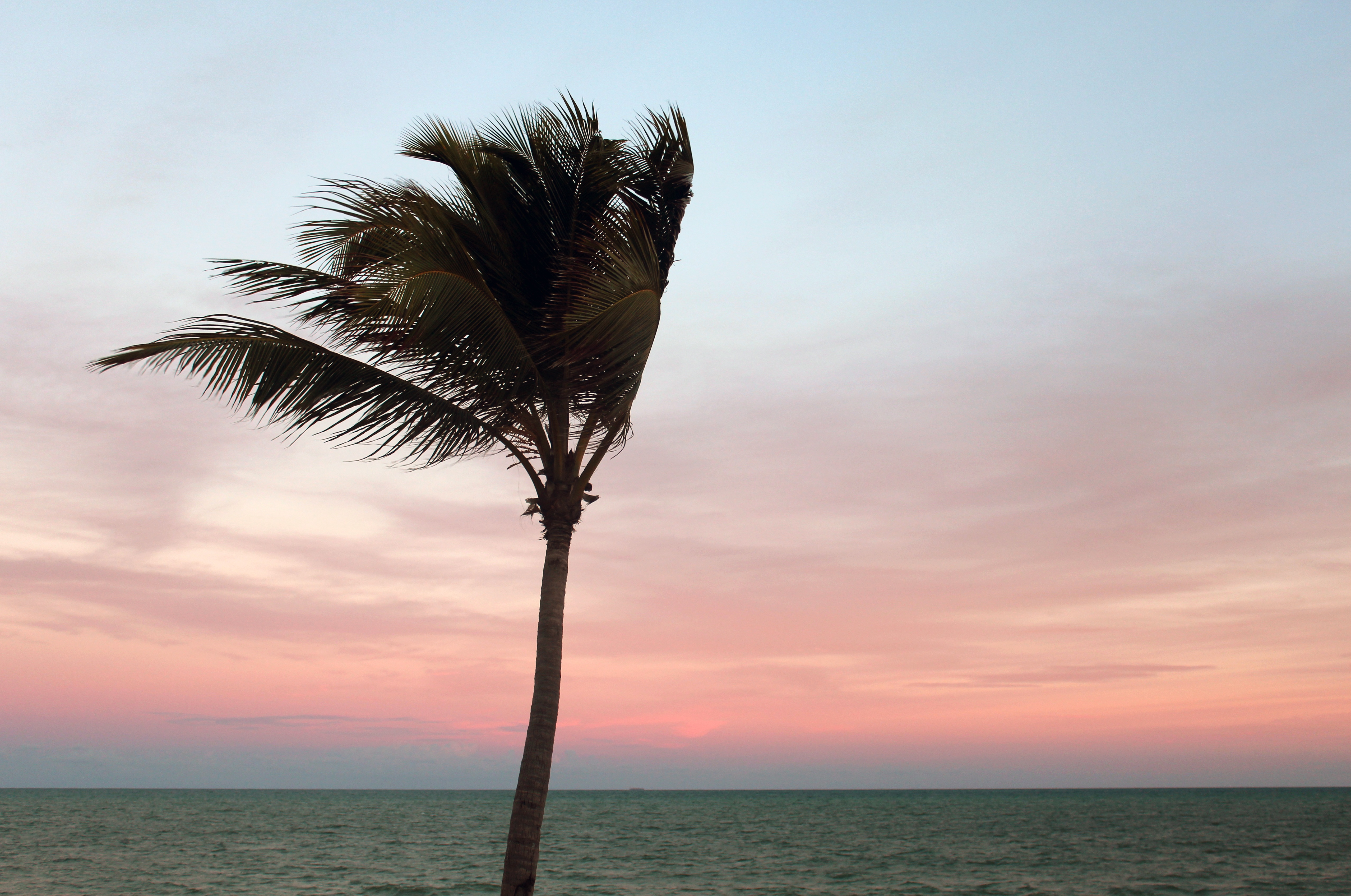 Сильный ветер пальмы