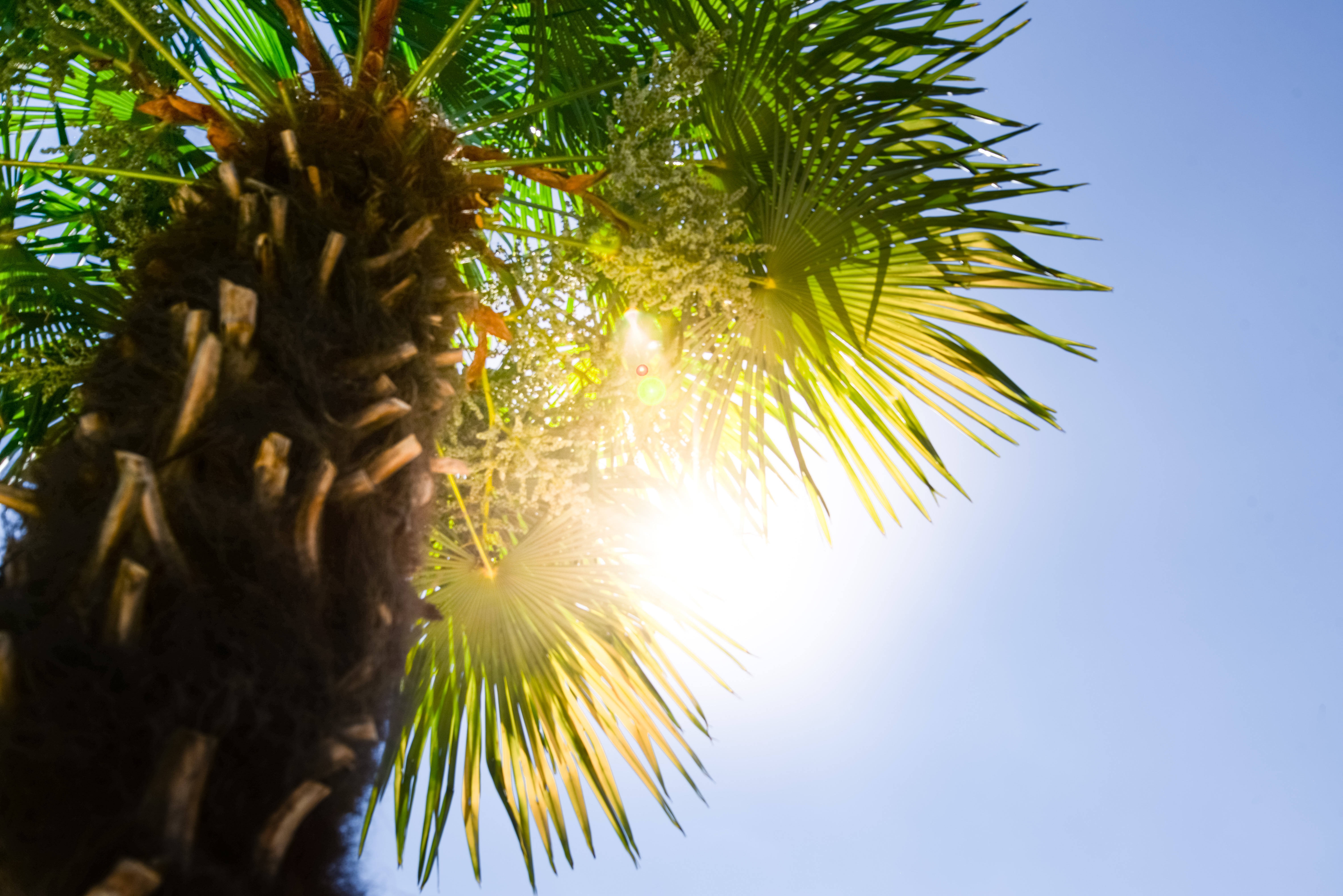 На экваторе день всегда ночи. Солнечные пальмы. Пальмы солнце. Пальмы жара. Солнце сквозь пальму.