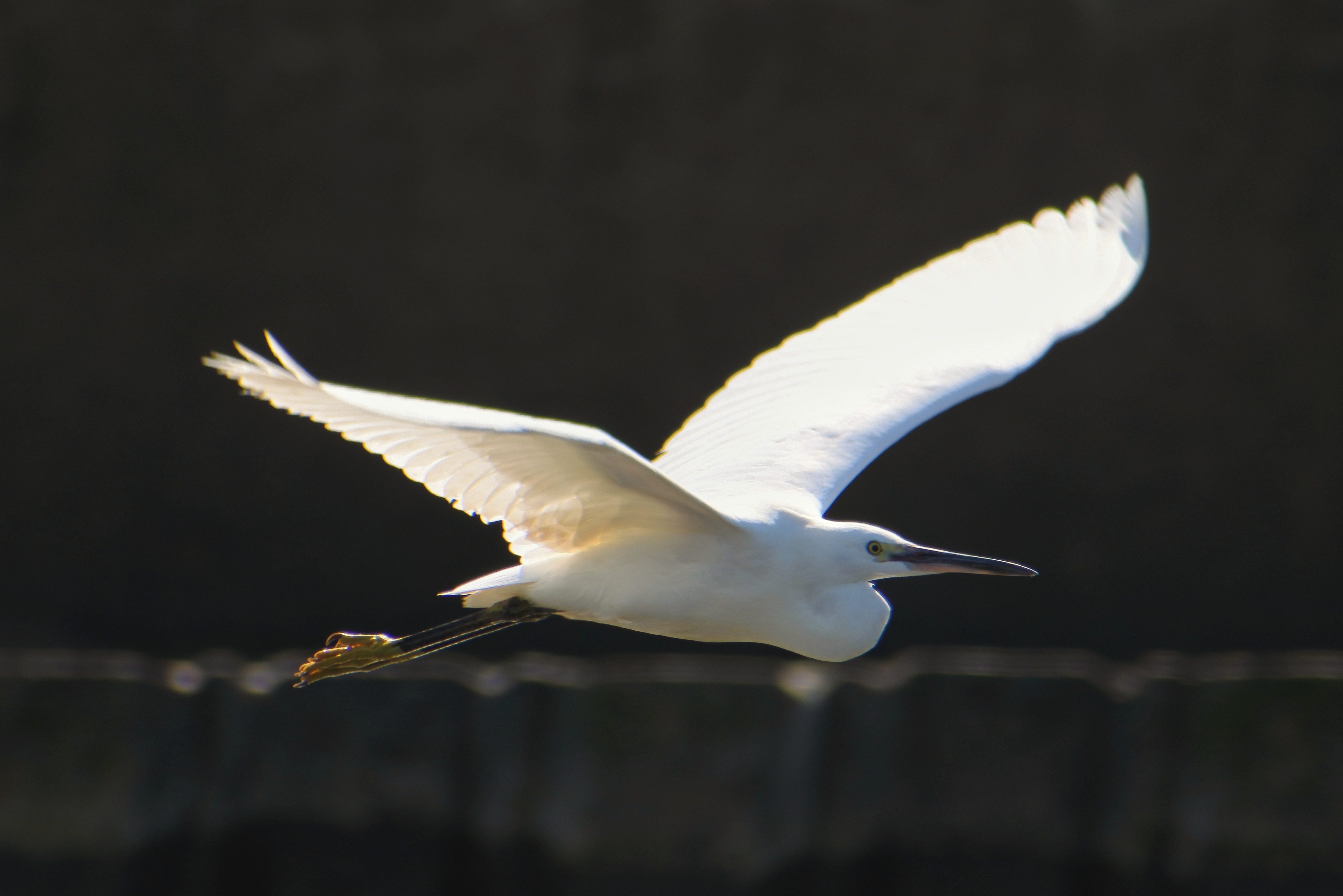 Animal Sea Breakwater free image download