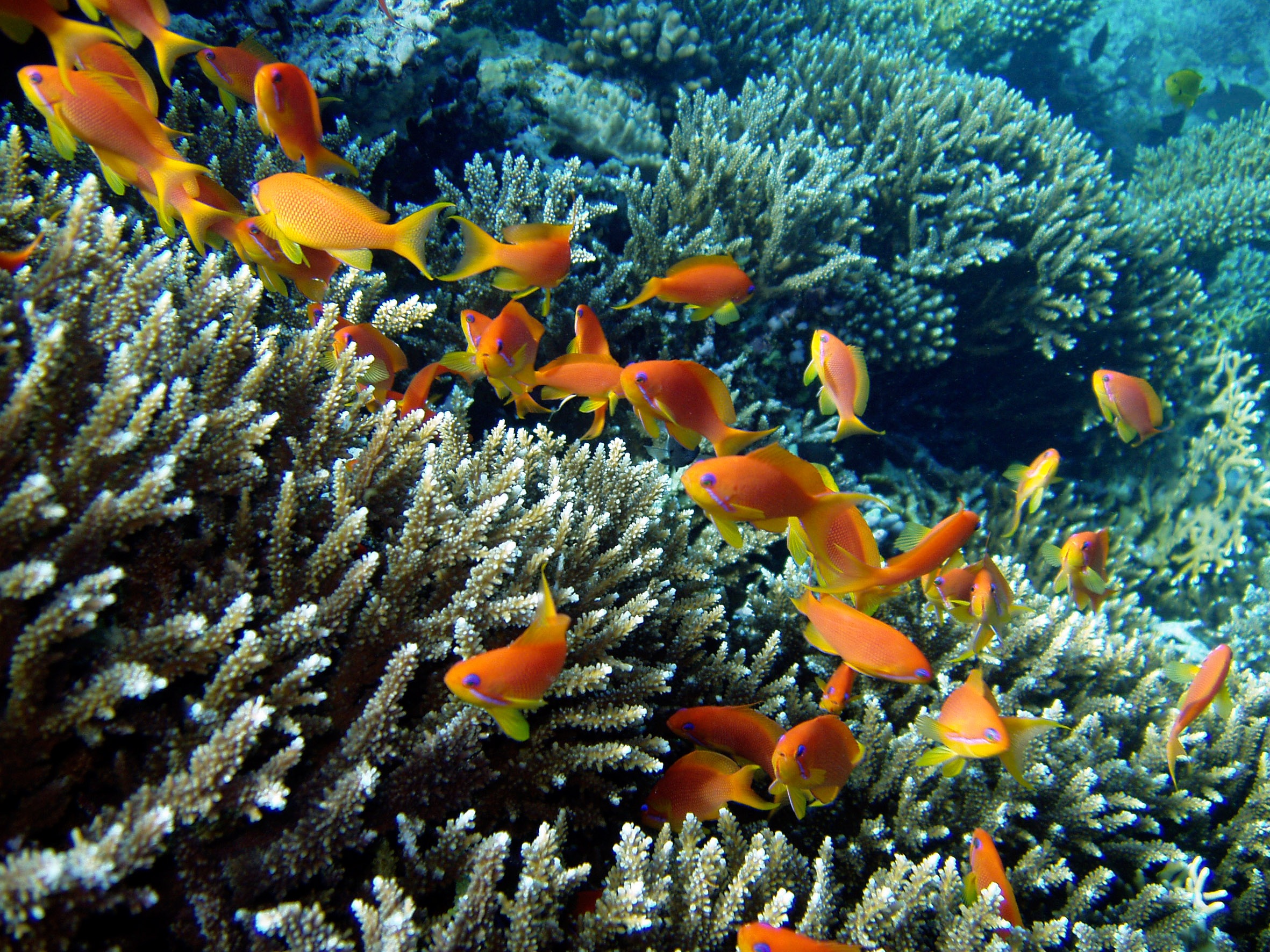 Коралловые обитатели. Коралловые рифы красного моря. Кораллы в Тайланде. Рыбы кораллового рифа. Коралловые рыбы Тайланда.