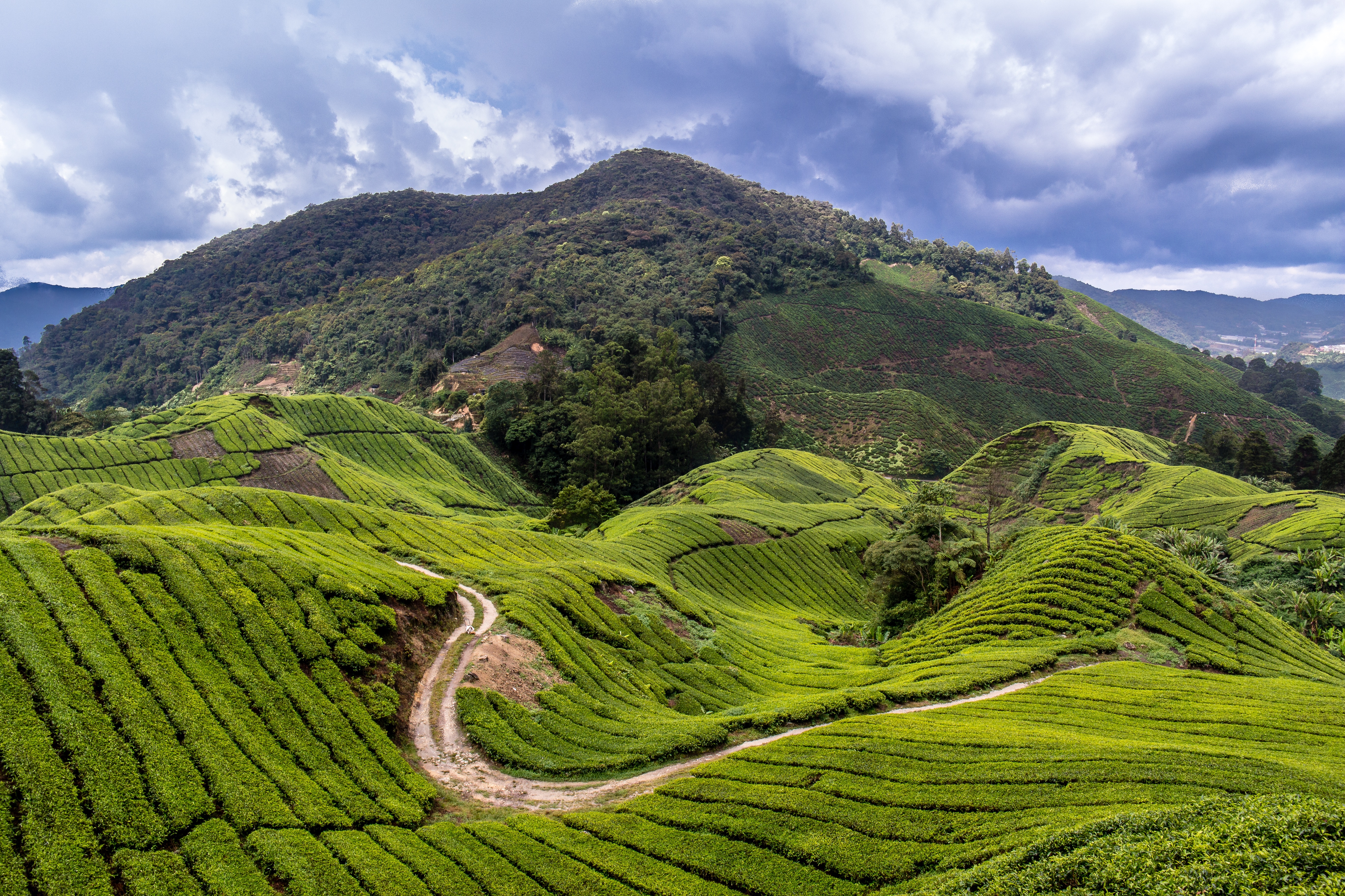 Шри ланка поля. Камерон Хайлендс Малайзия. Нагорье Кэмерон, Малайзия. Китай Юньнань чайные плантации. Нагорье Камерун Малайзия.