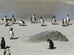 South Africa Cape Town penguins