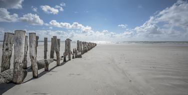 Beach Sand Wood