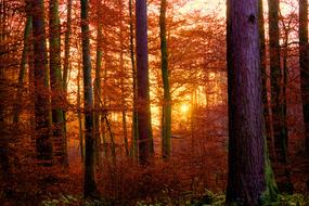 Forest Sunset Abendstimmung