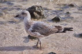 wild birds on sand coast