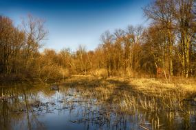 Nature Reflection Tree