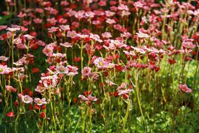 Blooming pink flowers