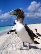 Masked Booby Bird macro