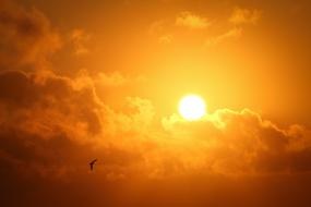 Bird Clouds Dawn