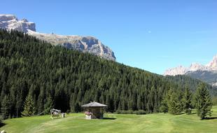 landscape of forest trees on mountain valley