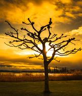 Sunset Tree Dawn