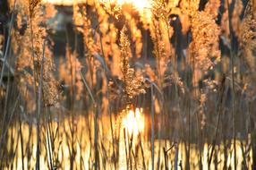 Sunrise Park reed