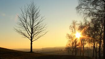 tree sun sky light silhouette