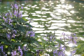 Flower Water Nature