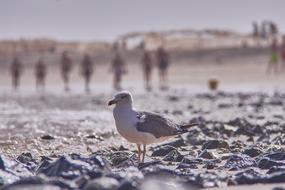 Seagull Sea Beach