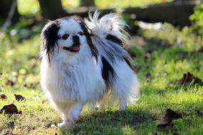 Dog Japanese Chin Animal