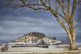 Tree Nature Landscape