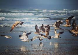 Bird Beach Ocean