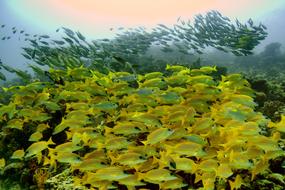 Ocean Sea macro