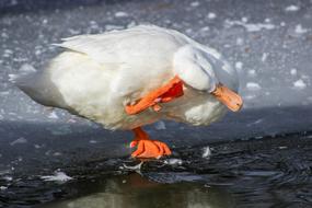 Water Bird Wildlife