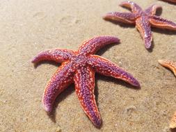 Sea Star