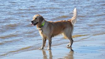 Golden Retriever Beach Sea North