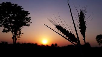 Sunset Nature Sun