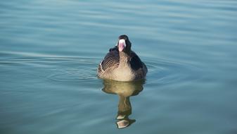 Water Lake Bird
