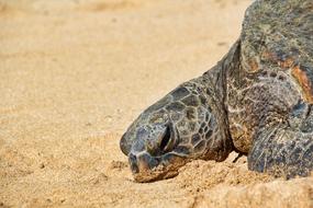 Turtle Hawaii Green Sea