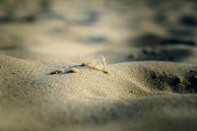 Sand Bubbles Summer